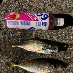アジ