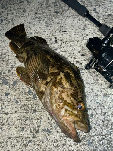 タケノコメバルの釣果
