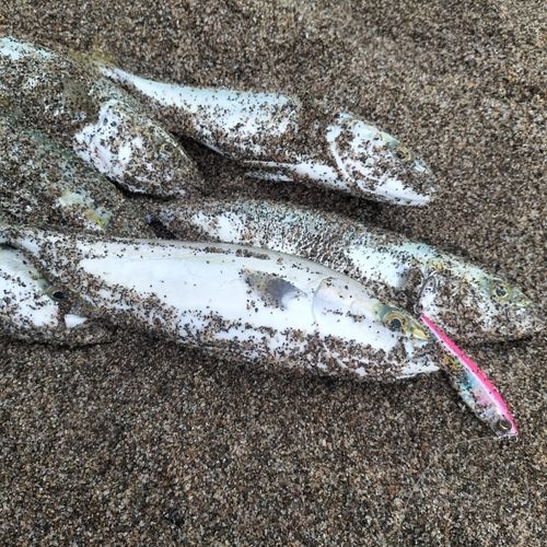 ワカシの釣果