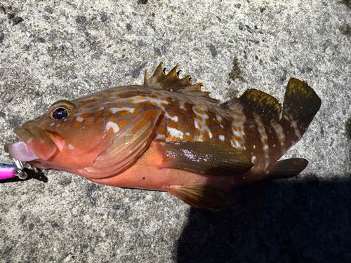 キジハタの釣果