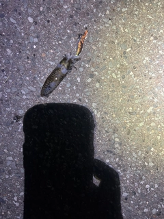 イカの釣果