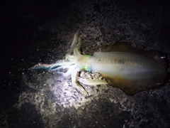 アオリイカの釣果