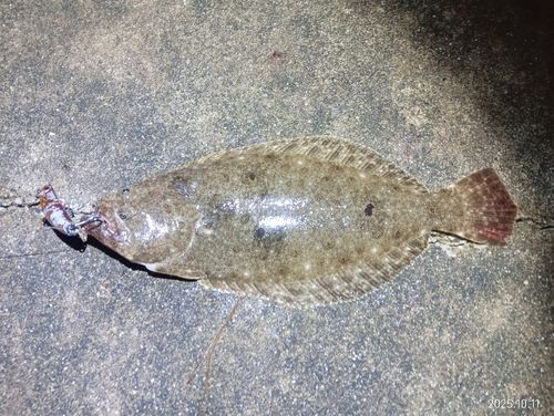 ヒラメの釣果