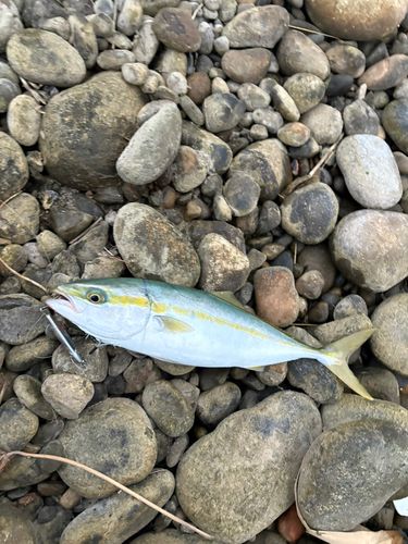 フクラギの釣果