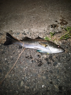 セイゴ（マルスズキ）の釣果