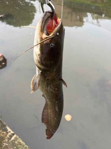 ナマズの釣果