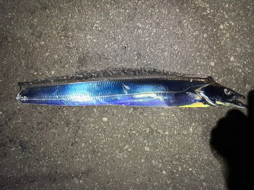 タチウオの釣果