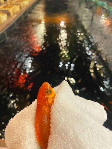 キンギョの釣果