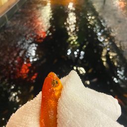 キンギョ