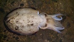 コウイカの釣果