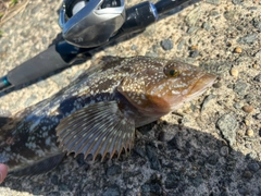 アイナメの釣果