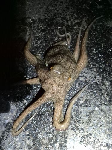 タコの釣果