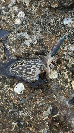 モンゴウイカの釣果