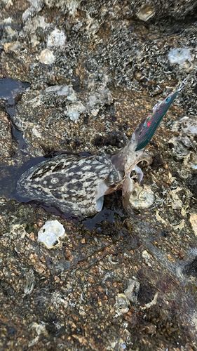 モンゴウイカの釣果