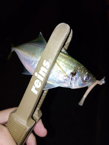 博多湾