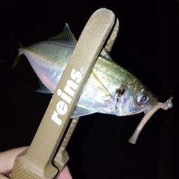 アジ