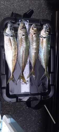 アジの釣果