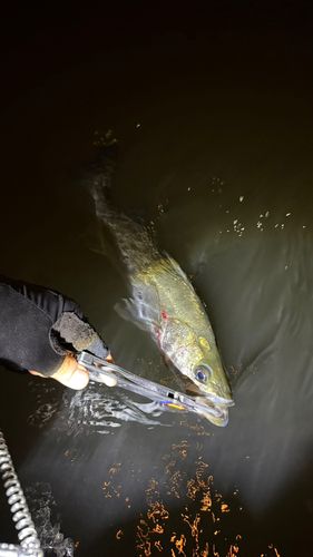 シーバスの釣果