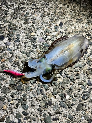 アオリイカの釣果