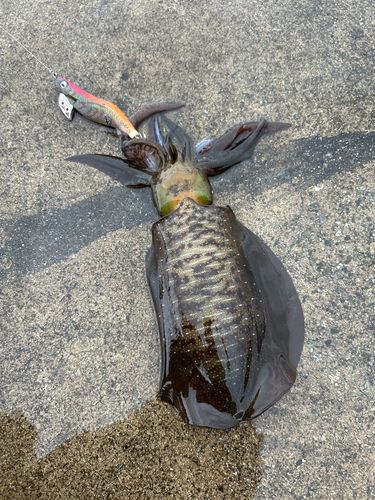 アオリイカの釣果