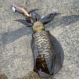 アオリイカ