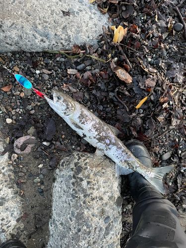 サケの釣果