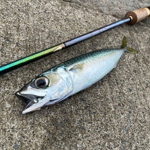 マサバの釣果