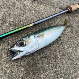 マサバ