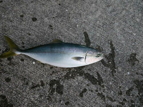 イナダの釣果