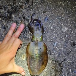 アオリイカ