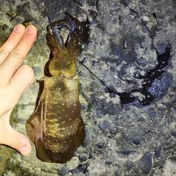 アオリイカ