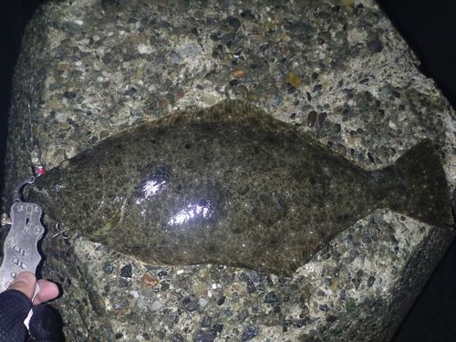 ヒラメの釣果