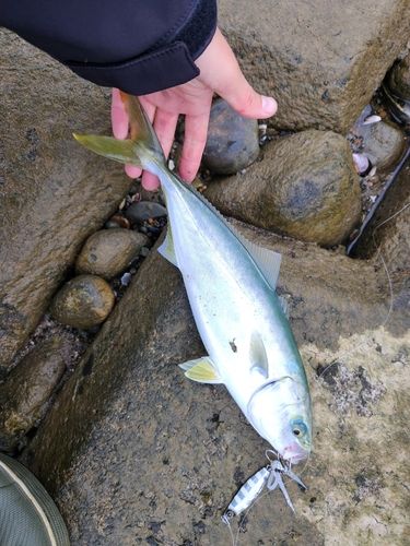 ツバイソの釣果