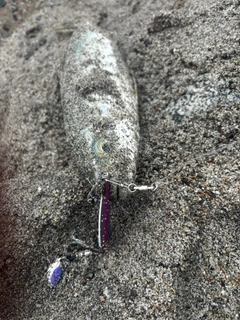 ツバイソの釣果