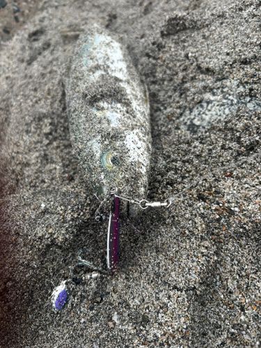 ツバイソの釣果