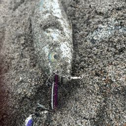 ツバイソ