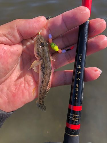 マハゼの釣果