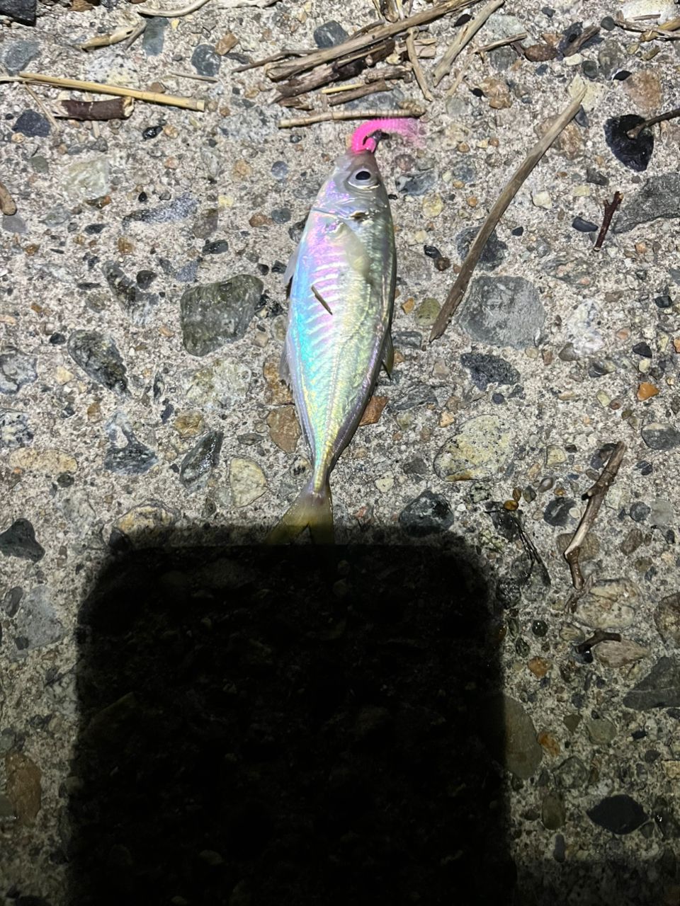 アジ