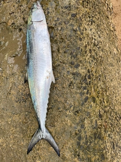 サゴシの釣果