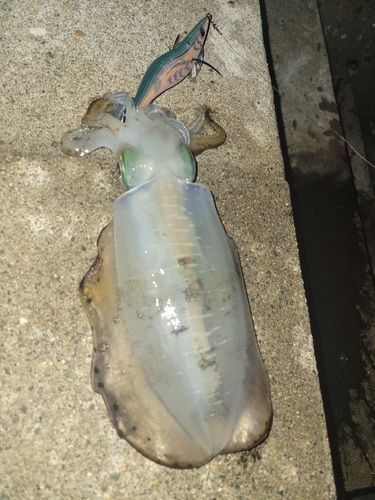アオリイカの釣果
