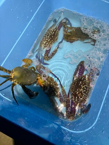 タイワンガザミの釣果
