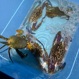 タイワンガザミ
