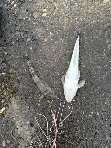 マゴチの釣果