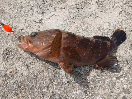 キジハタの釣果