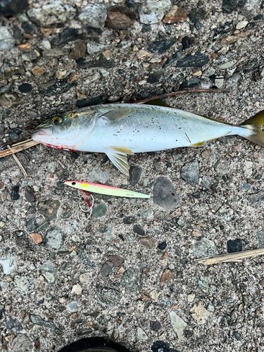 ツバイソの釣果