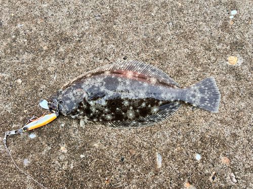 ソゲの釣果