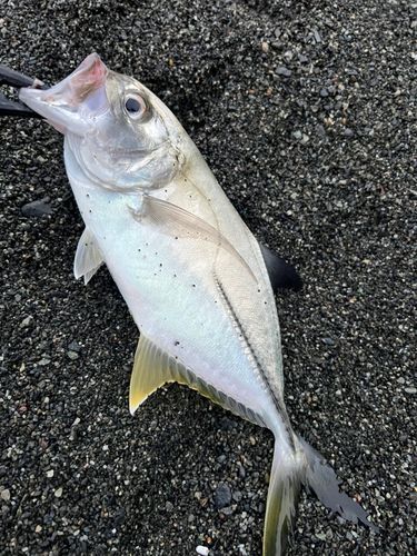 メッキの釣果