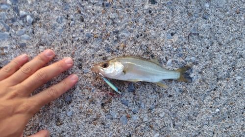 セイゴ（タイリクスズキ）の釣果
