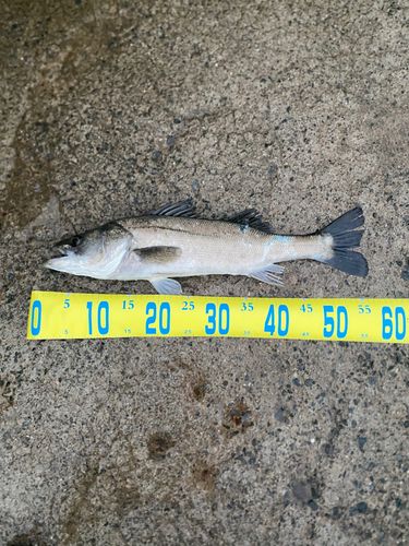 スズキの釣果