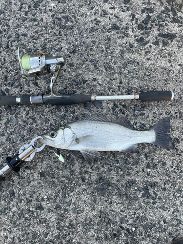 セイゴ（ヒラスズキ）の釣果